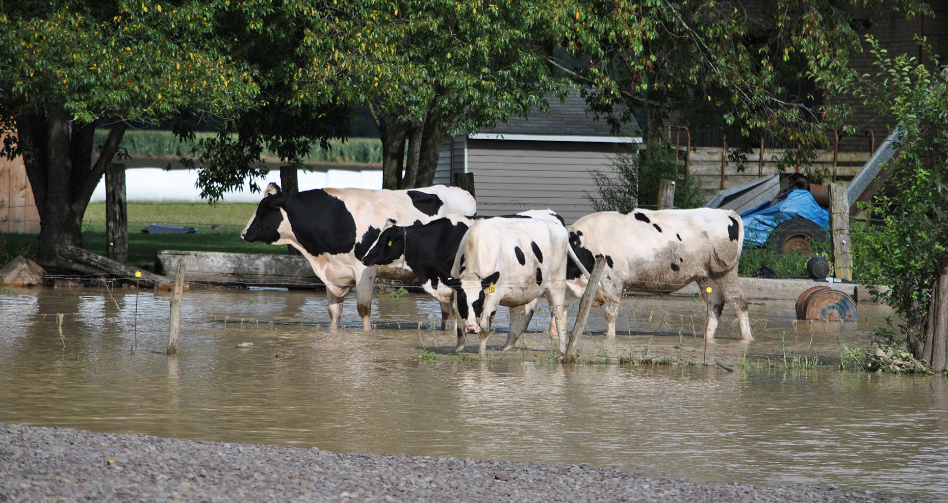 Knoxville flooding - cows